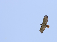 Red tailed Hawk